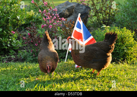 Zwei Freilandhaltung pet Welsummer Hennen in einem englischen Garten Stockfoto