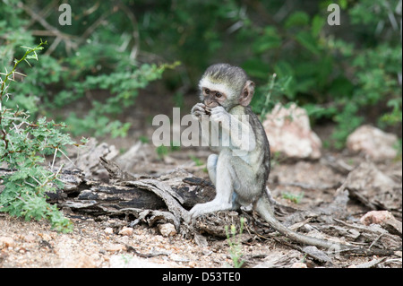 Junge Vervet Affen Chlorocebus Pygerythrus sitzen Hand in den Mund, als ob eine Mundharmonika oder Mundharmonika spielen Stockfoto