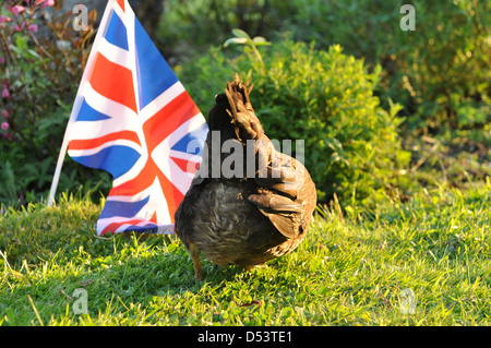 Der Unterseite einer Welsummer Henne im englischen Garten Stockfoto