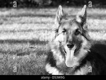 Ein gepflegtes, Stammbaum, langhaarigen Schäferhund mit vier Jahren Stockfoto