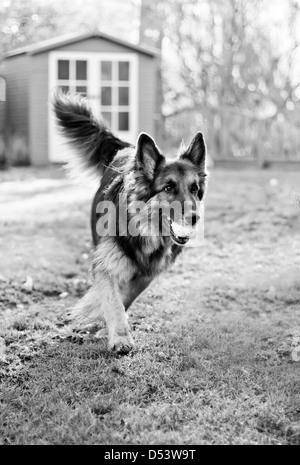 Ein gepflegtes, Stammbaum, langhaarigen Schäferhund mit vier Jahren Stockfoto