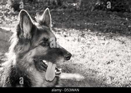 Ein gepflegtes, Stammbaum, langhaarigen Schäferhund mit vier Jahren Stockfoto