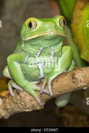 Wachsartige Affe Blatt Frosch (Phyllomedusa Sauvagii) Porträt. Stockfoto