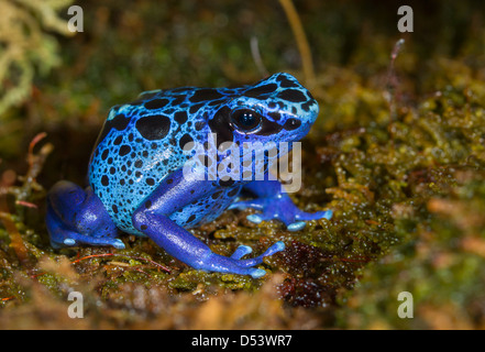 Pfeilgiftfrosch (Dendrobates Tinctorius) färben. Stockfoto