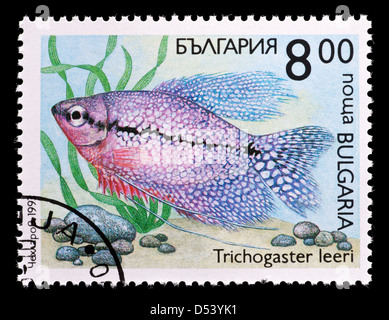 Briefmarke aus Bulgarien, die Darstellung einer tropischen Pearl Gourami Fisch (Trichogaster Leeri). Stockfoto