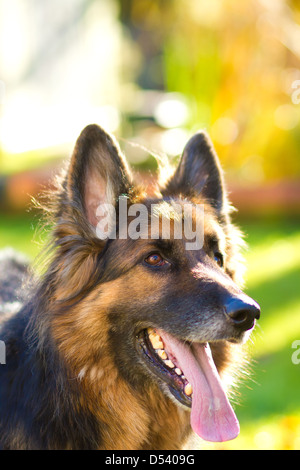 Ein gepflegtes, Stammbaum, langhaarigen Schäferhund mit vier Jahren Stockfoto