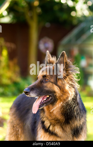 Ein gepflegtes, Stammbaum, langhaarigen Schäferhund mit vier Jahren Stockfoto