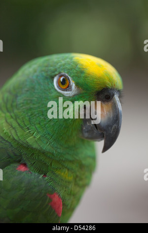 Gelb-gekrönte Amazon Parrot Amazona Ochrocephala ochrocephala Stockfoto