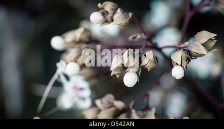 hautnah weiße Blume mit Ameise auf Blatt Stockfoto