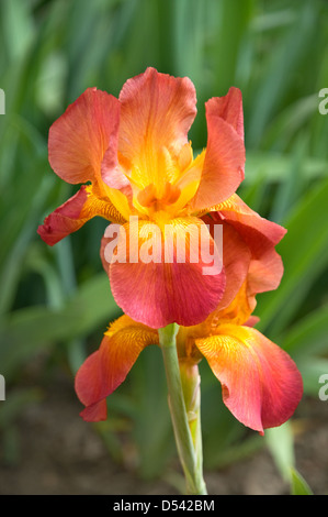 Der blaue ist eine fotografierten Nahaufnahme Stockfoto