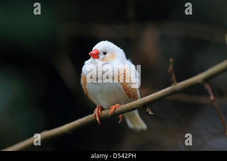 Zebrafinken (Taeniopygia Guttata vormals Poephila Guttata) Stockfoto