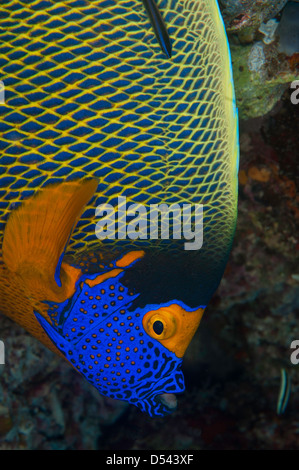 Gelb-Maske-Kaiserfisch (Pomacanthus Xanthometopon) auf den Malediven Stockfoto