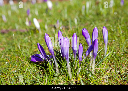 Krokusblüten auf dem grünen Rasen im zeitigen Frühjahr Stockfoto