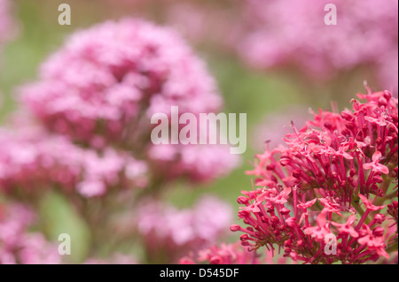 Roter Baldrian eine schöne Grenze Pflanze geliebt von Bienen und Schmetterlingen reichlich Blüten mit Fokus Hintergrund im Sommer Stockfoto