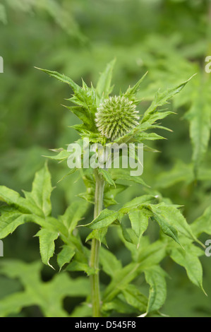 Detail aus Entwicklungsländern Röschen Echinops Globe Thistle wo Blumen haben noch Knospe und Blüte Stockfoto