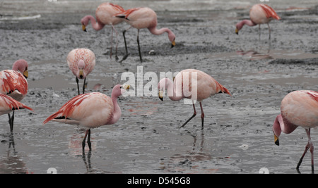 Anden Flamingo (Phoenicopterus Andinus) Stockfoto