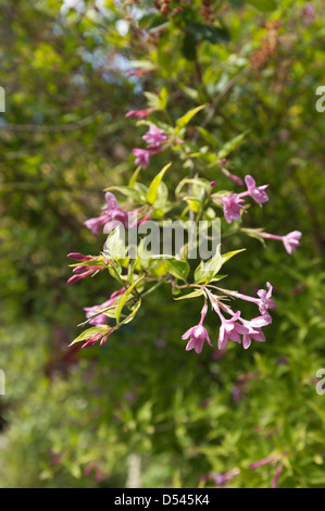 Luftige rosa Jasminblüten auf Ast hängen vom Hintergrund Schecken bei Sonnenschein getrennt Stockfoto