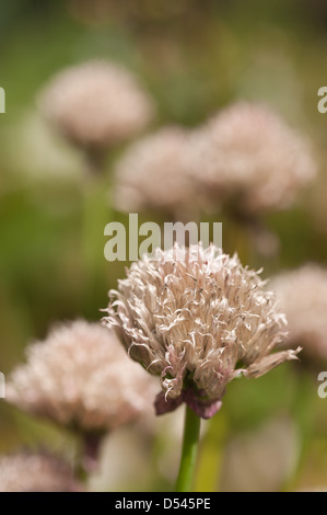 Allium Schoenoprasum frühen Stadien der Blühende Schnittlauch kurz nachdem sie aus dem Gehäuse öffnen Stockfoto