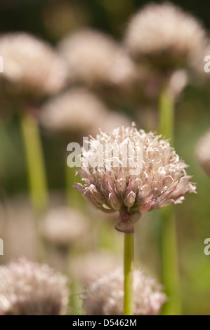 Allium Schoenoprasum frühen Stadien der Blühende Schnittlauch kurz nachdem sie aus dem Gehäuse öffnen Stockfoto