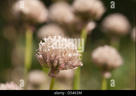 Allium Schoenoprasum frühen Stadien der Blühende Schnittlauch kurz nachdem sie aus dem Gehäuse öffnen Stockfoto