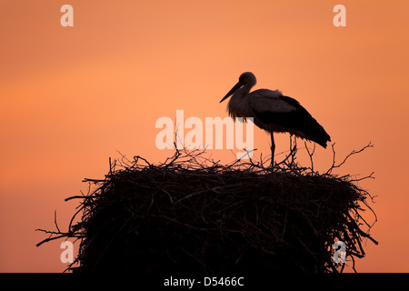 Rühstädt, Deutschland, Storch in sein Nest in den Sonnenuntergang Stockfoto