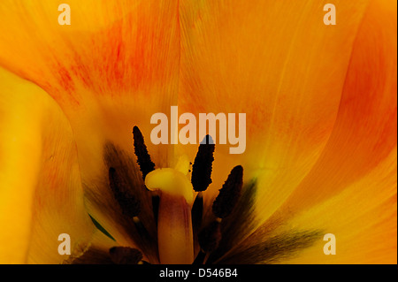 Eine Makroaufnahme einer Tulpe Stockfoto