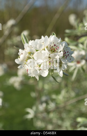 Frühling-Apfelblüte isoliert vom Hintergrund in der frühen Morgensonne Stockfoto