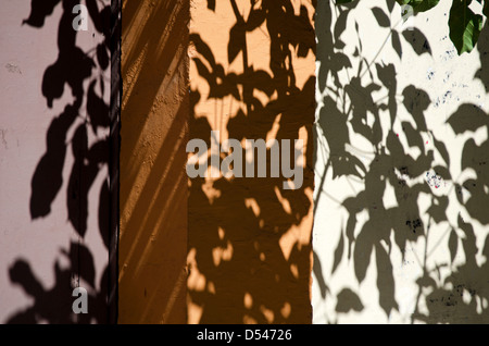 Zweige werfen Schatten auf verputzten Wänden in Oaxaca, Mexiko. Stockfoto