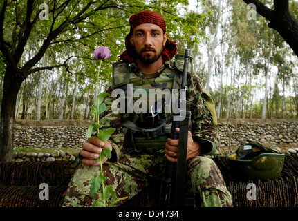 Ein Soldat der afghanischen Nationalarmee posiert mit eine Mohnblume 10. April 2012 in der Nähe des Dorfes Karizonah, Afghanistan. Der Mohn ist eine wichtige Quelle der Finanzierung für extremistische Gruppen in der Taliban-geführten Aufstand in Afghanistan beteiligt. Stockfoto