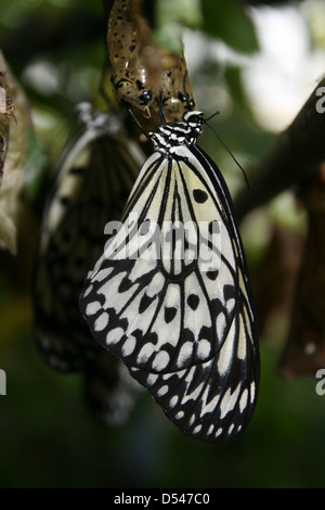 Großer Baum Nymphe Schmetterling aus seiner Puppe an der Felinwynt Rainforest Centre, Cardigan Bay Küste, West-Wales Stockfoto