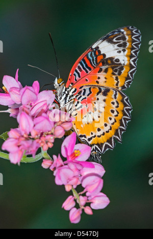 Einen Erwachsenen Red Florfliege Butterfly Fütterung Stockfoto