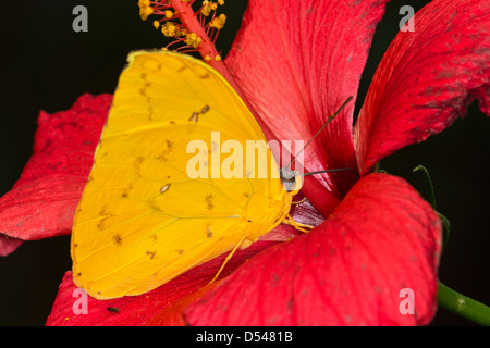 Ein Erwachsener gemeinsame Grass gelben Schmetterling Fütterung Stockfoto