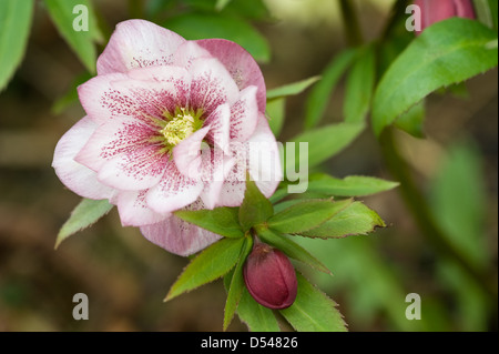 Helleborus × Hybridus Harvington Doppel pinks Fastenzeit rose Nieswurz Stockfoto