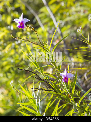 Bambus Orchidee (Arundina Graminifolia), Frasers Hill, Malaysia Stockfoto