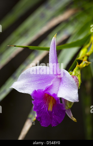 Bambus Orchidee (Arundina Graminifolia), Frasers Hill, Malaysia Stockfoto