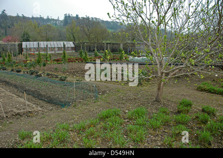 Der ummauerte Garten. Mount Congreve Estate. April. Mit freundlicher Genehmigung. Stockfoto