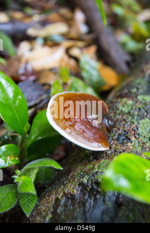 Halterung Pilze wachsen auf einem gefallenen Baumstamm, Frasers Hill, Malaysia Stockfoto