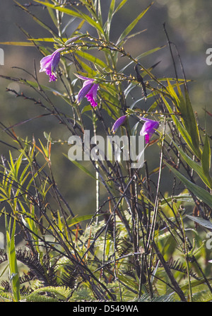 Bambus Orchidee (Arundina Graminifolia), Frasers Hill, Malaysia Stockfoto