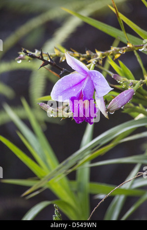 Bambus Orchidee (Arundina Graminifolia), Frasers Hill, Malaysia Stockfoto