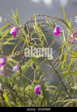 Bambus Orchidee (Arundina Graminifolia), Frasers Hill, Malaysia Stockfoto