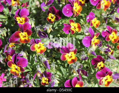 Garten-Stiefmütterchen (Viola Wittrockiana) Blüten, auch bekannt als "Jump Up und Kiss Me" Blumen Stockfoto