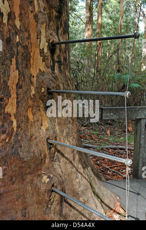 Der Privatkonsum Leiter Förster George Reynolds zur Erleichterung der Gloucester Tree climbing. Stockfoto