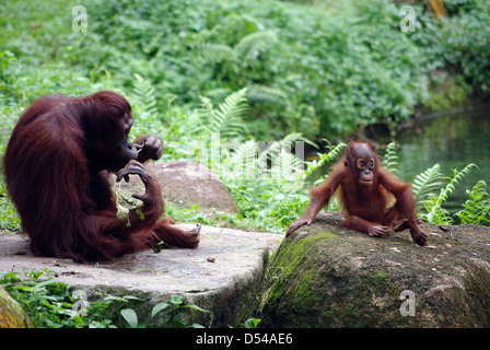 Orang-Utans im Zoo von Singapur Stockfoto
