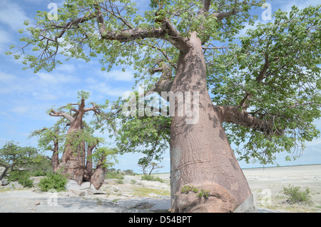 Affenbrotbäume auf Kubu Island, Botswana Stockfoto