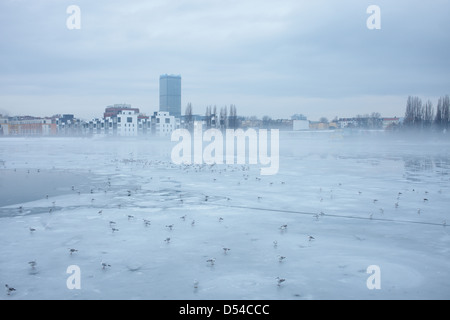 Berlin, Deutschland, Möwen auf dem vereisten See Rummelsburg Stockfoto