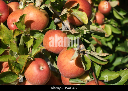 Eine Ernte von Reifen Braeburn Äpfel in einem Neuseeland-Obstgarten Stockfoto