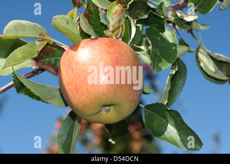 Ein reifeprozess Braeburn Apfel in einem Neuseeland Obstgarten in Hawkes Bay Stockfoto