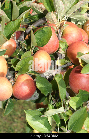 Eine Ernte von Reifen Braeburn Äpfel in einem Neuseeland-Obstgarten Stockfoto