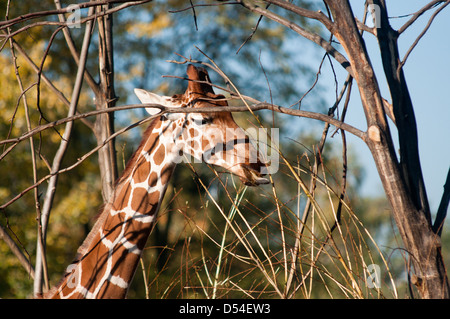 Giraffe Essen Blätter von einem Baum Stockfoto