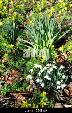 Schneeglöckchen, schließen, herauf, UK, weiß, Blumen, Schneeglöckchen Stockfoto